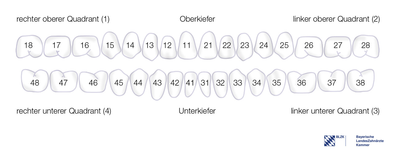 Zahlensystem Zähne Erwachsener
